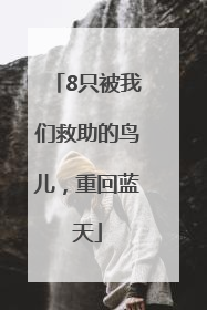 8只被我们救助的鸟儿，重回蓝天